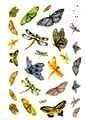 Stiker epoksydowy, rodzaj : Pretty Pastel Insects Glitter , Kod : ESTK-ROY3563G